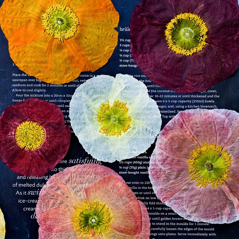 1 stks, natuur veld klaproos g - Art And Craft Nature recensie en prijs