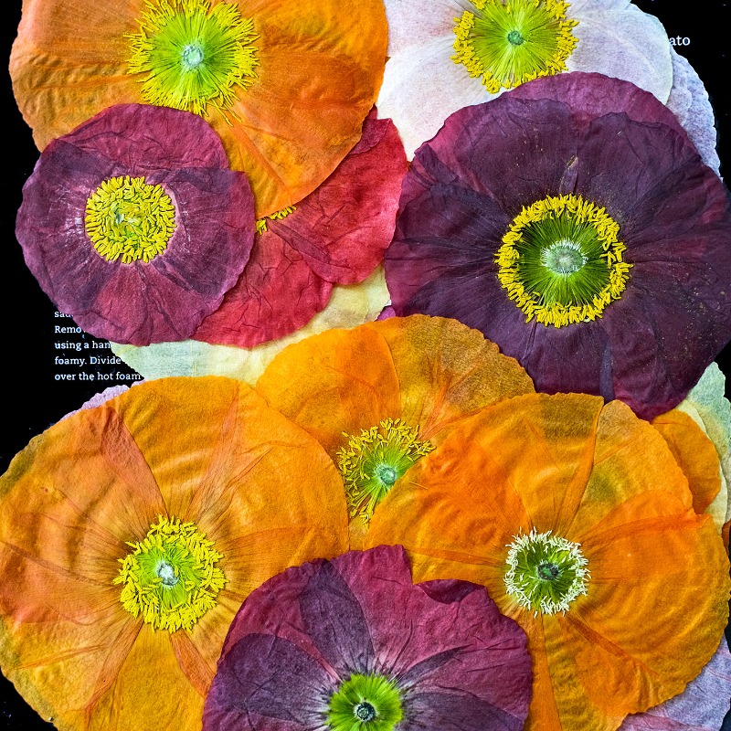 1 stks, natuur veld klaproos g - Art And Craft Nature recensie en prijs